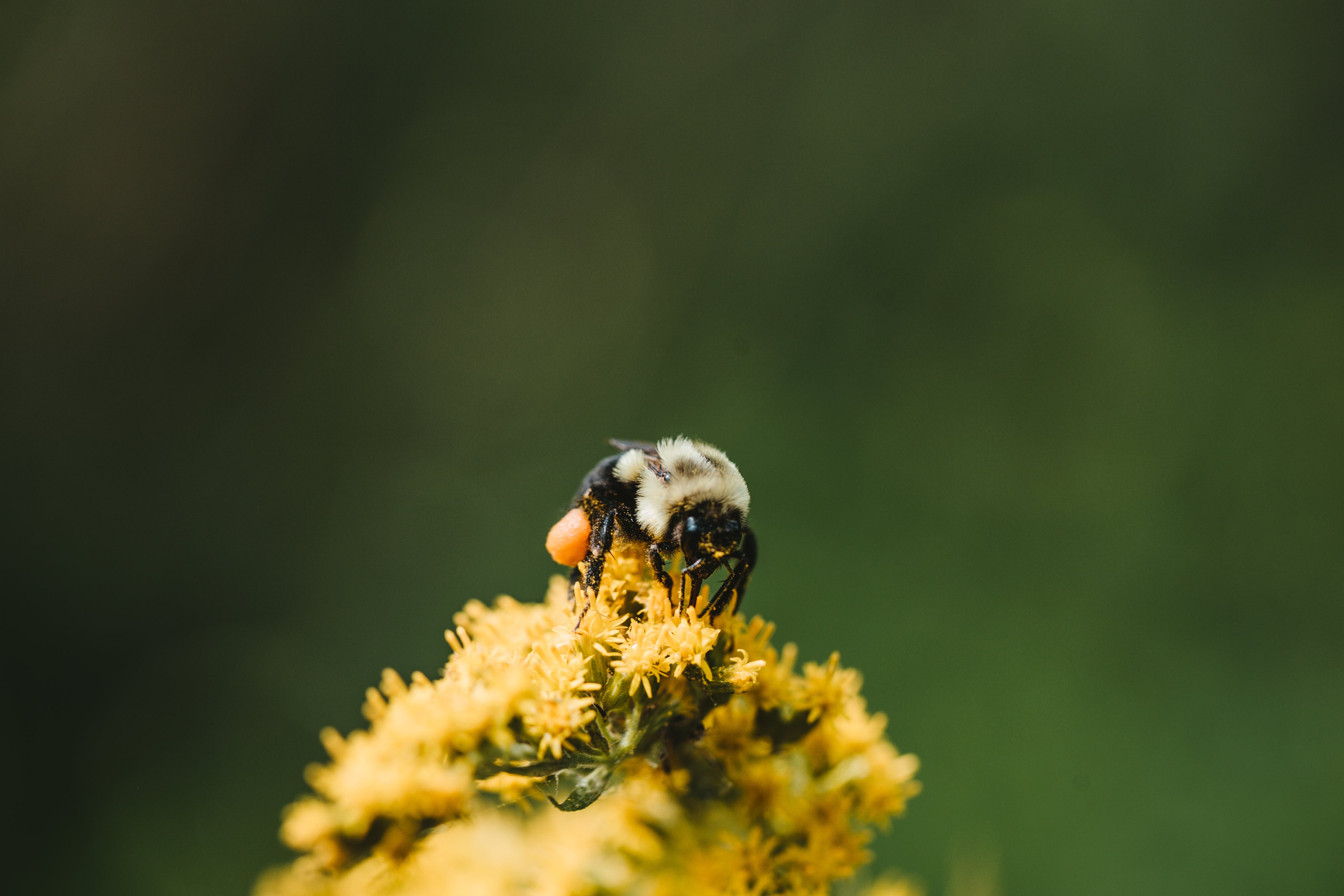 Close up of bee sat on a flower in the wild